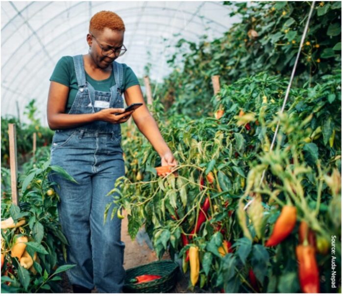 Woman looking at plants in greenhouse whilst checking her phone