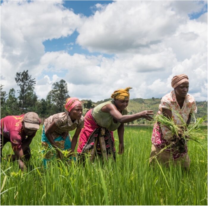 Four women in field harvesting maize, in Malawi